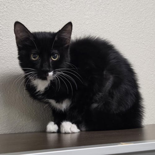 *ALEX - Domestic Short Hair available for adoption