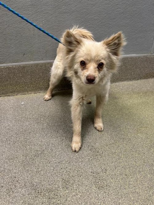*ALFIE - Pomeranian available for adoption