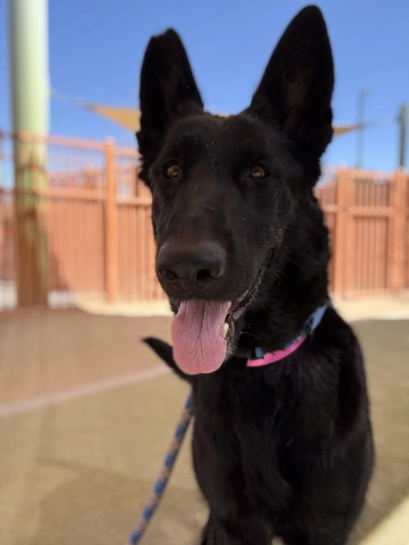 *JENNIFUR PAWRENCE Image