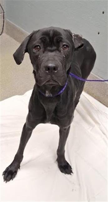MEDUSA - Cane Corso Mastiff / Mastiff available for adoption