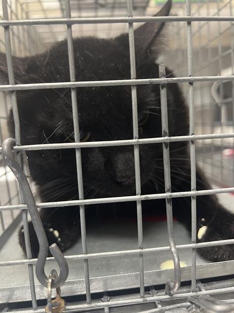 *TIBERIUS - Domestic Short Hair available for adoption