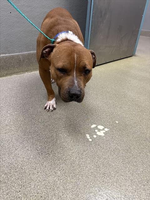 *TUG TUG - Pit Bull Terrier available for adoption