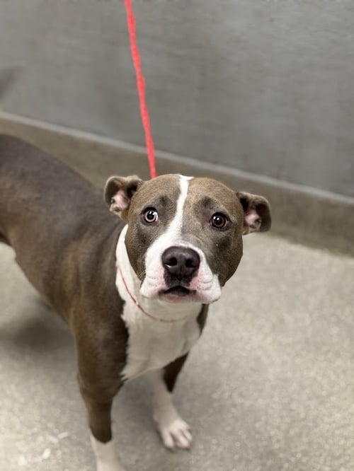 SAVANA - Pit Bull Terrier for adoption in North Las Vegas