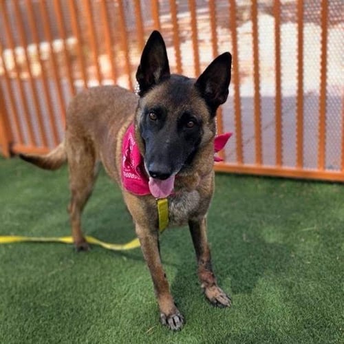 BELLA - Belgian Shepherd Malinois available for adoption