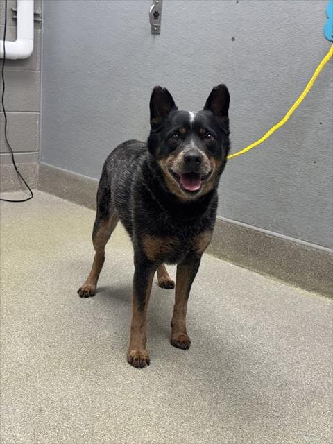 *BOOMER - Australian Cattle Dog/Blue Heeler available for adoption