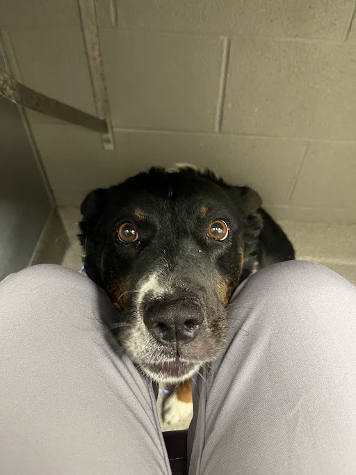 *ROCKY PAWS Image