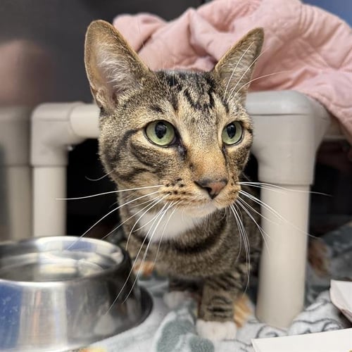 CHARLY - Domestic Short Hair available for adoption