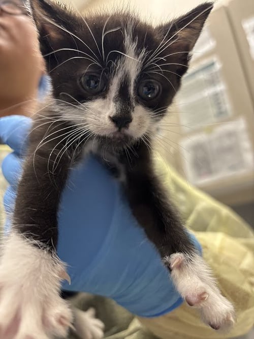 *SUKI - Domestic Short Hair available for adoption