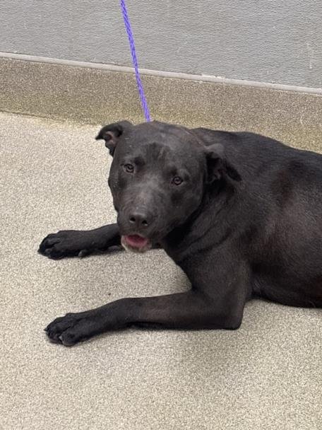 SHADOW - Pit Bull Terrier available for adoption