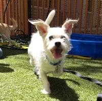 MOCHI - Photo 1