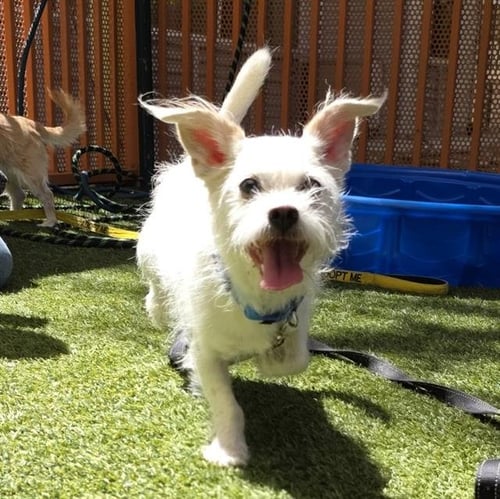 MOCHI - Chihuahua available for adoption