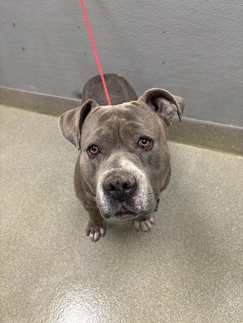 PICO - Pit Bull Terrier available for adoption