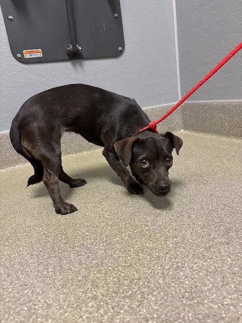 *AH - Chihuahua available for adoption