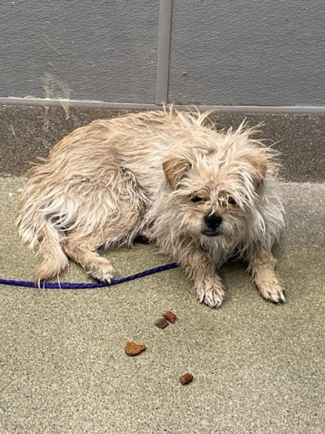 *LENNON - Terrier available for adoption