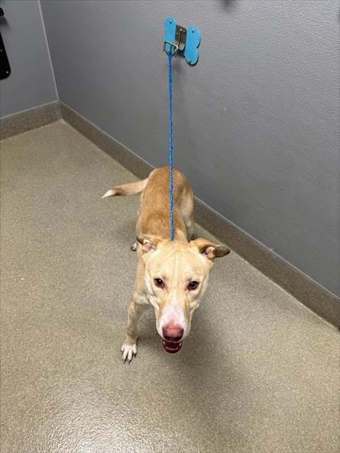 *BIG CITY - German Shepherd Dog / Siberian Husky available for adoption