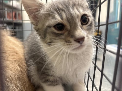 *JOANIE - Domestic Short Hair available for adoption