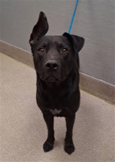 SMURK - Pit Bull Terrier available for adoption