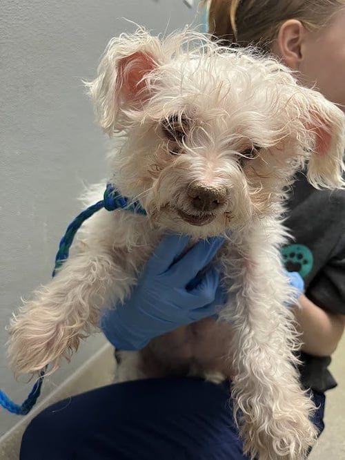 EMMA - Maltese available for adoption