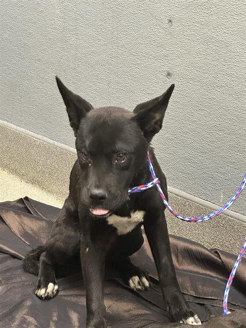 *LESLIE - Labrador Retriever available for adoption