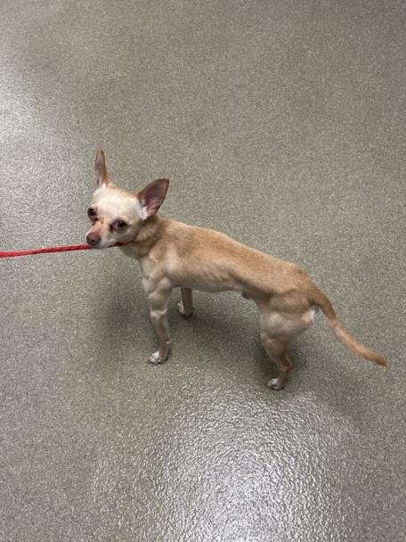 *BEMO - Chihuahua available for adoption