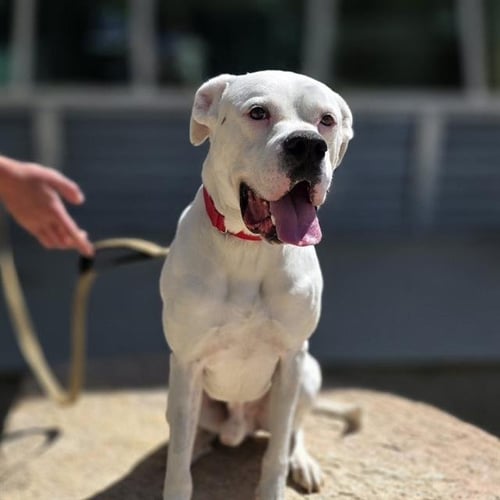 BOLIN - Boxer available for adoption