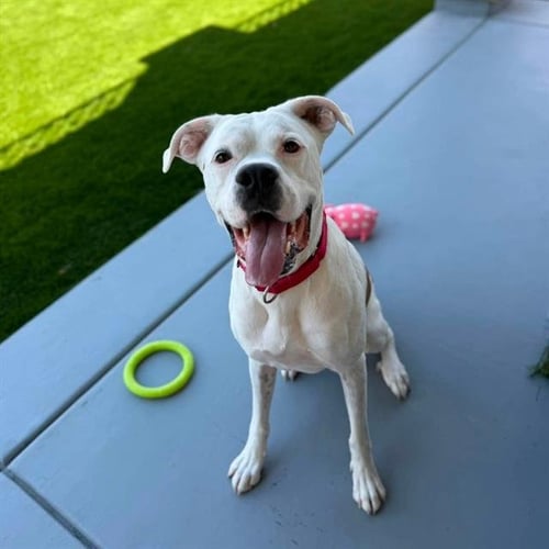 BOLIN - Boxer available for adoption