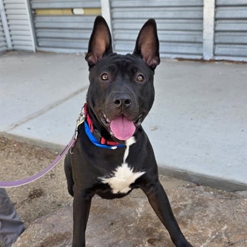 *STAN THE MAN - American Pit Bull Terrier available for adoption