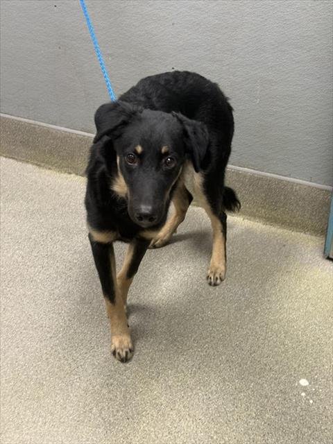 *MICKEY - Australian Kelpie available for adoption