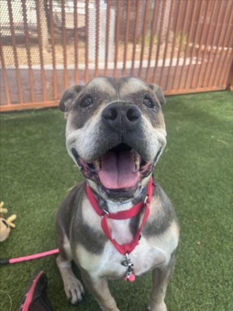 *WALTER - American Bulldog available for adoption