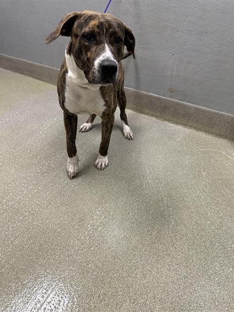 *BRANDON - Pit Bull Terrier available for adoption