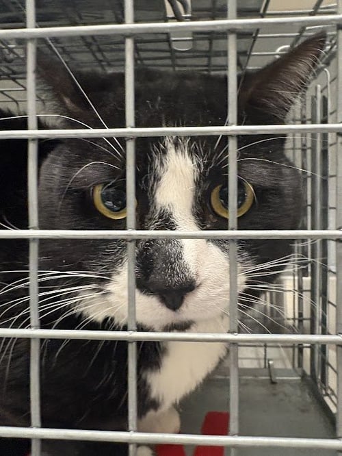 *TIGER WOODS - Domestic Short Hair for adoption in Las Vegas