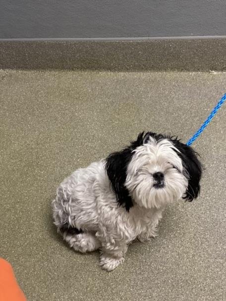 *LEONARDO PAWVINCI - Shih Tzu available for adoption