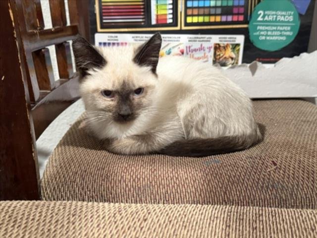 *BISCUITS - Siamese available for adoption