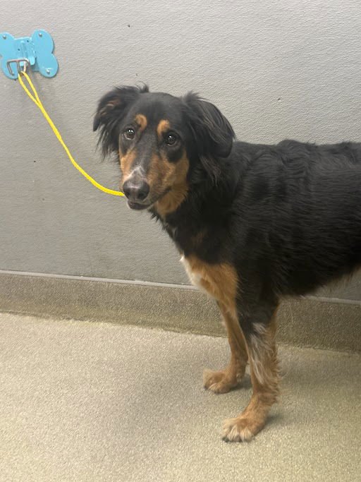 MIZFIT - Doberman Pinscher / Golden Retriever available for adoption