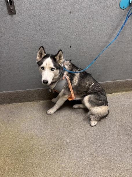 DAKOTA - Husky available for adoption