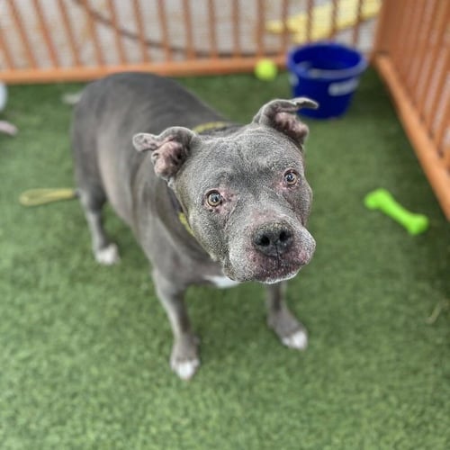 DIAMOND - Pit Bull Terrier available for adoption