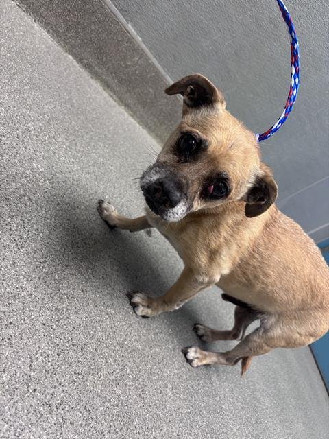 TANNER - Chihuahua available for adoption
