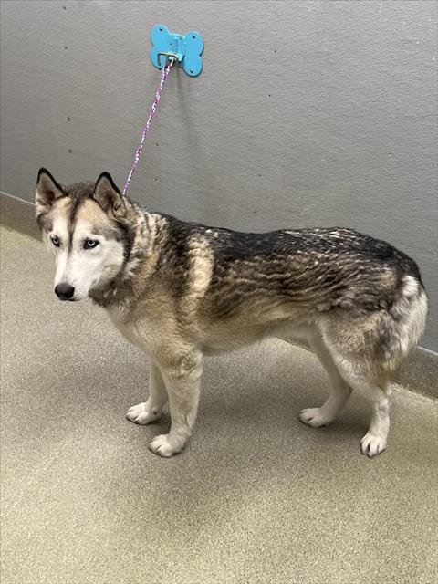CODY - Siberian Husky available for adoption