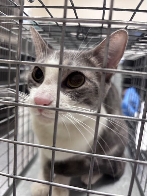 ROBIN - Domestic Short Hair available for adoption