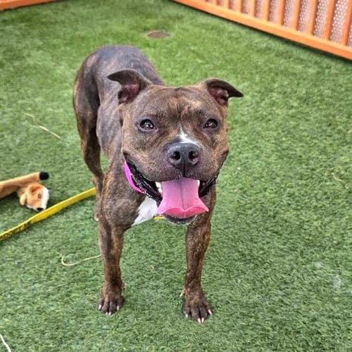 *BUTTERCUP - Pit Bull Terrier available for adoption