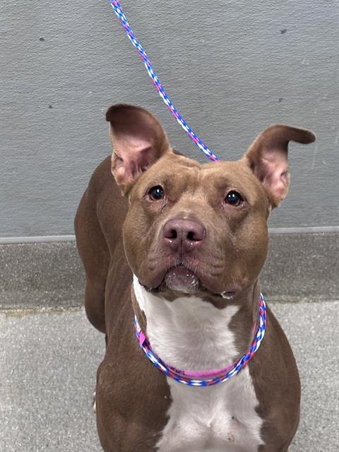SIMBA - Pit Bull Terrier available for adoption
