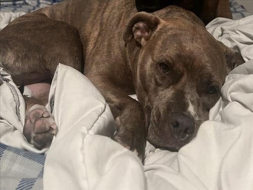 NOVA - Pit Bull Terrier available for adoption