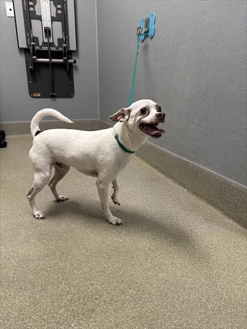 PETEY - Terrier available for adoption