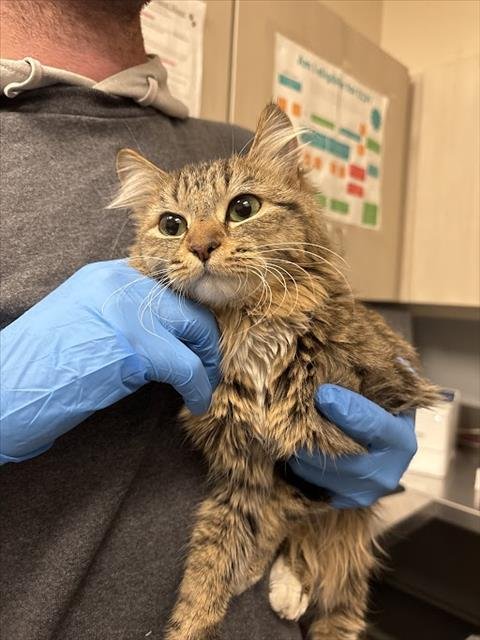 *MAGGIE - Domestic Medium Hair available for adoption