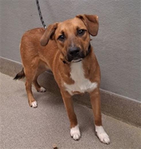 *HARDY - German Shepherd Dog / Golden Retriever available for adoption