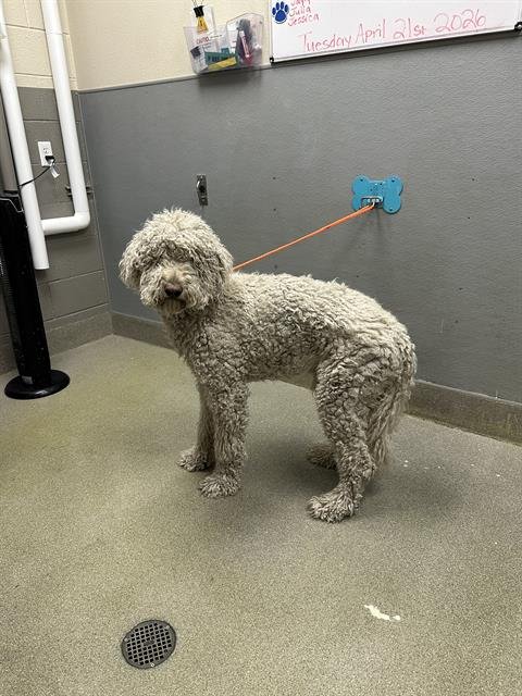 *LIL CRUZ - Poodle (Standard) available for adoption