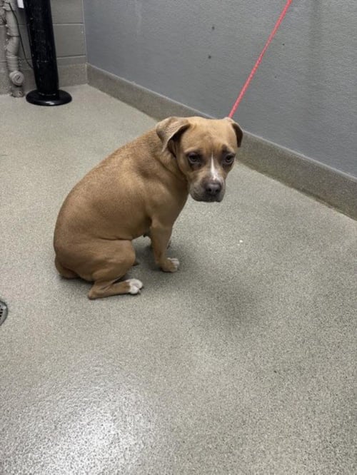 *RHONDA - Pit Bull Terrier available for adoption