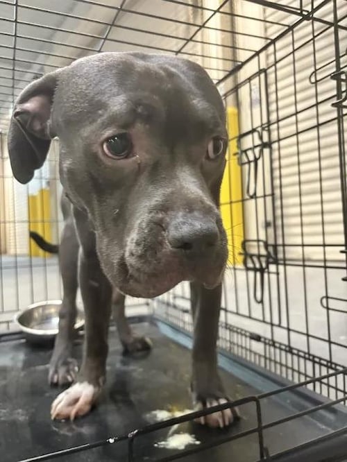 ZEUS - Pit Bull Terrier available for adoption