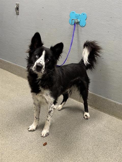 *BOOSTER GOLD - Border Collie available for adoption