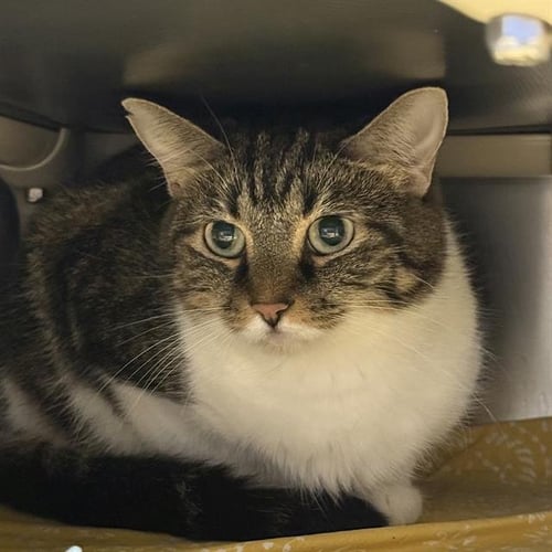 CUDDLES - Domestic Long Hair for adoption in Las Vegas